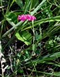 Lathyrus tuberosus