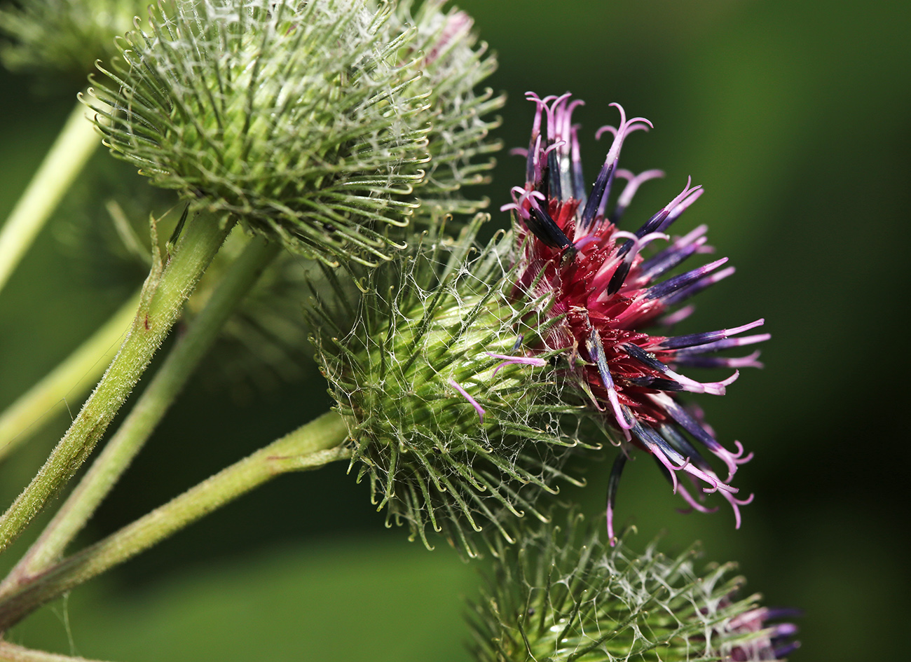 Изображение особи Arctium &times; ambiguum.