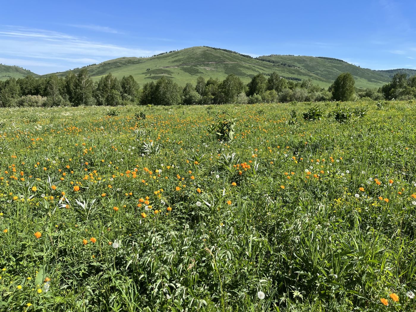 Изображение особи Trollius altaicus.