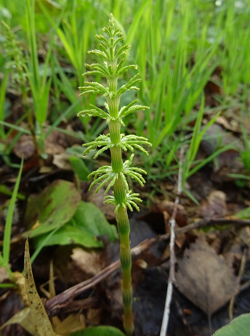 Изображение особи Equisetum sylvaticum.