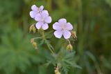 род Geranium. Цветки и завязи. Карачаево-Черкесия, Карачаевский р-н, правый берег реки Узункол, ≈ 1680 м н.у.м., обочина дороги. 20.07.2023.