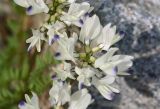 Astragalus alpinus. Соцветие. Карачаево-Черкесия, Карачаевский р-н, Большой Кавказ, долина р. Кичкинекол (Узункольский), ≈ 2410 м н.у.м., морена ледника Большой Кичкинекол. 21.07.2023.