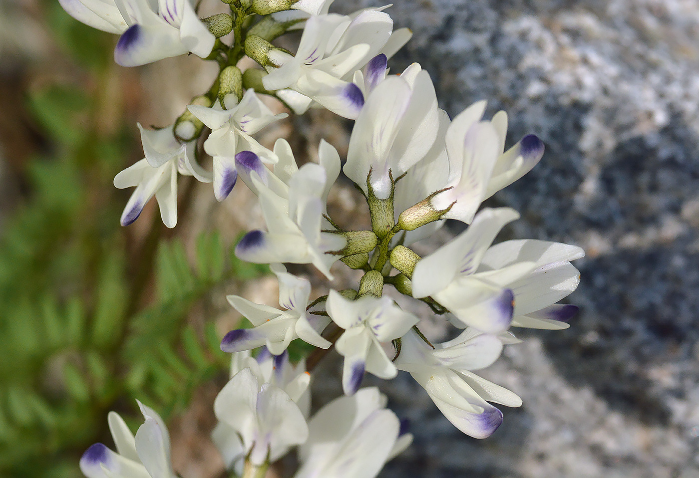 Изображение особи Astragalus alpinus.