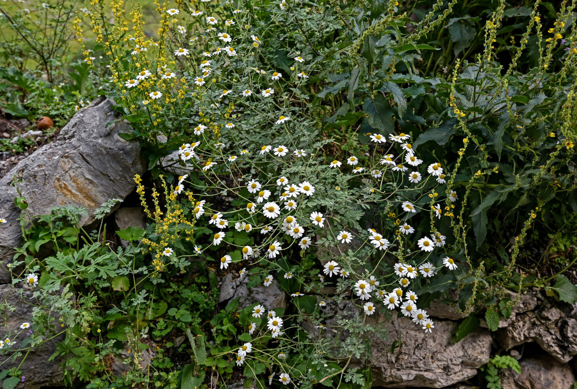 Изображение особи Pyrethrum glanduliferum.