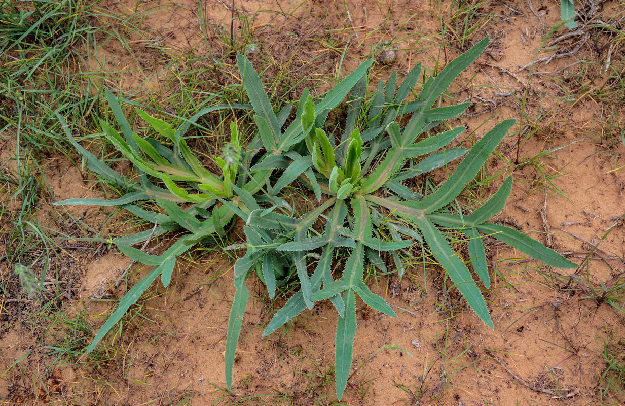 Изображение особи Falcaria vulgaris.