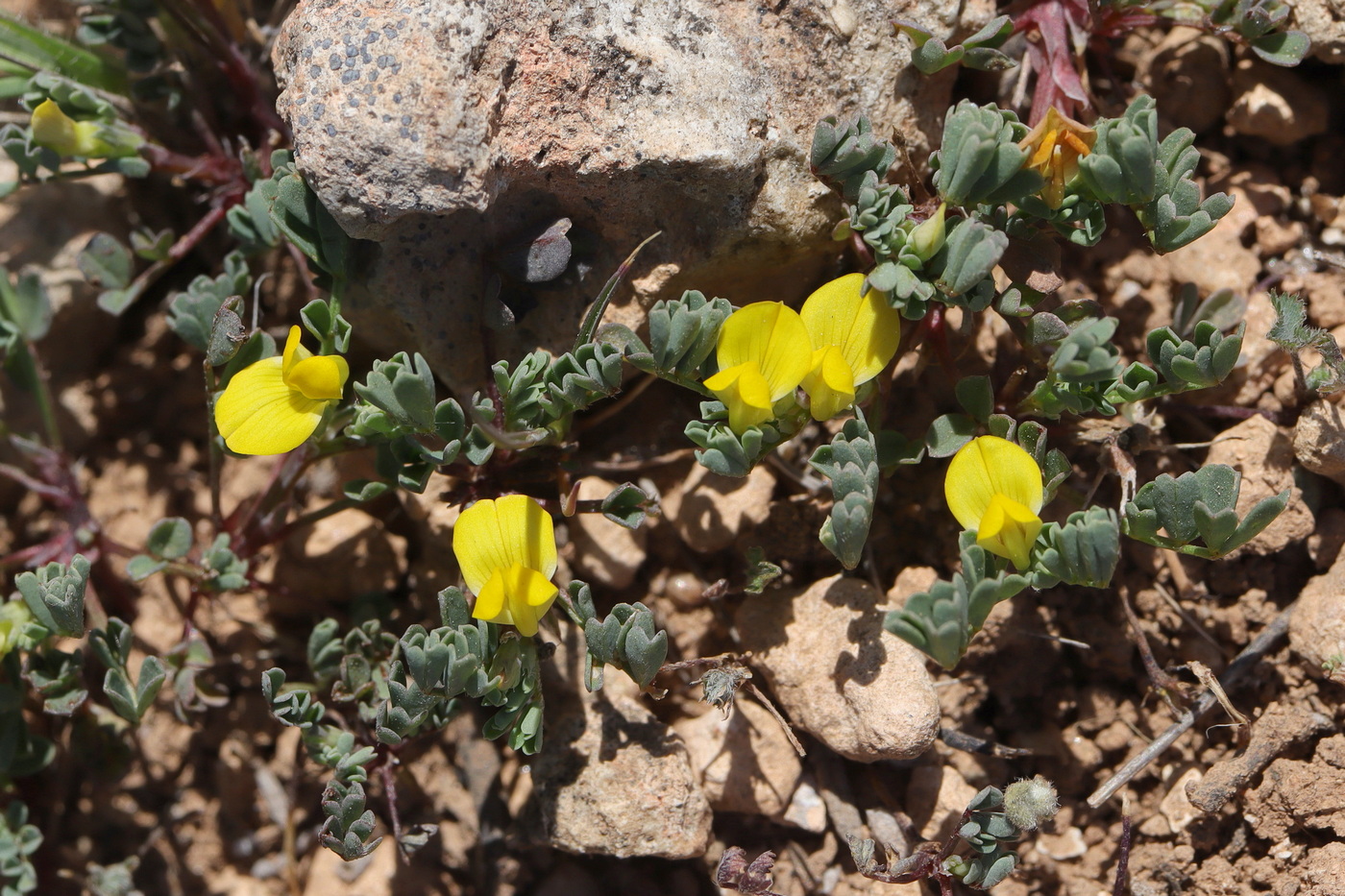 Изображение особи Hippocrepis biflora.