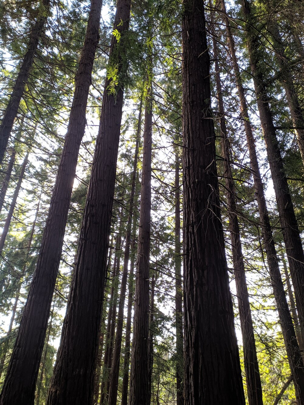 Image of Sequoia sempervirens specimen.