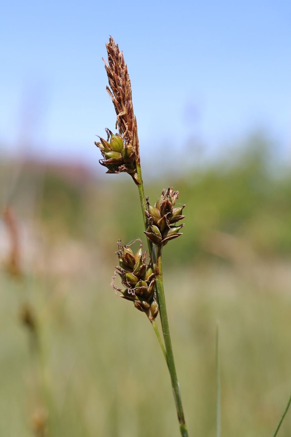 Image of Carex liparocarpos specimen.