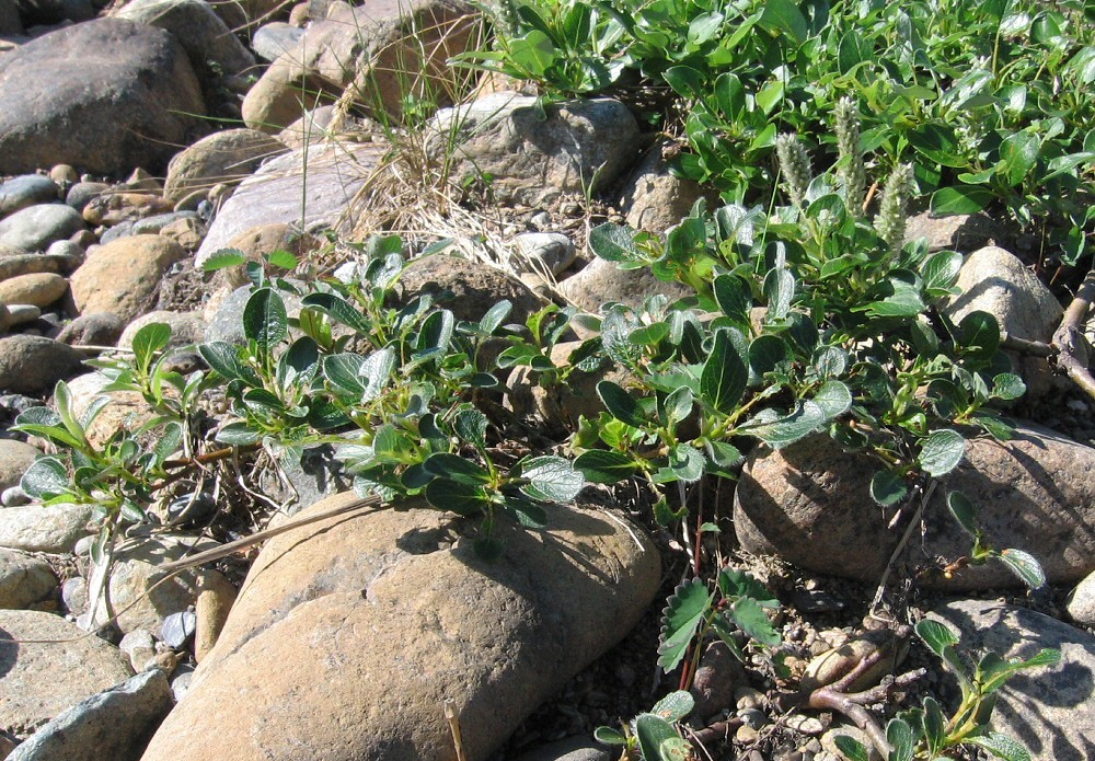 Image of Salix arctica specimen.