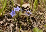 Gentiana zollingeri