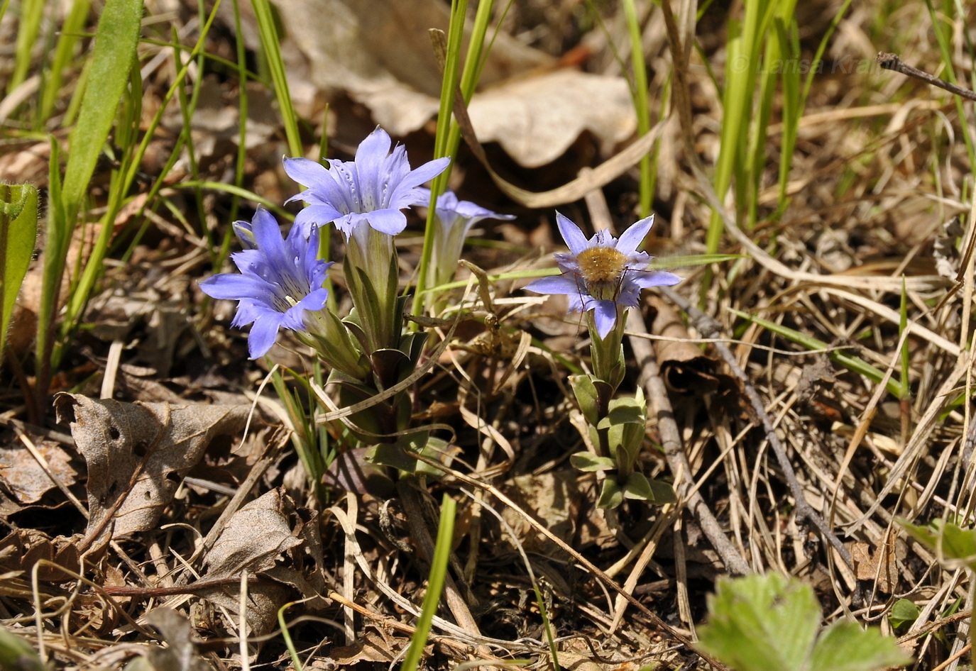 Изображение особи Gentiana zollingeri.