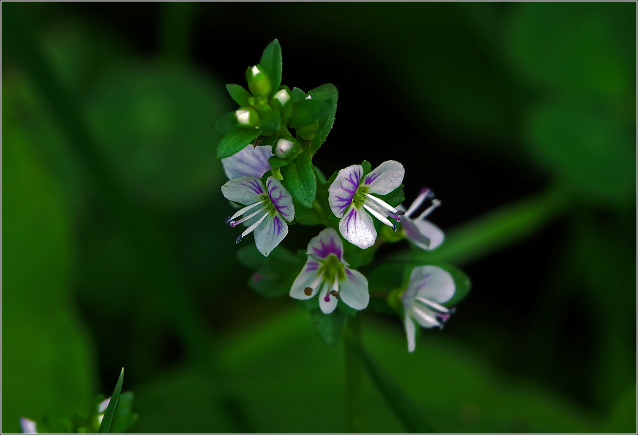 Image of Veronica serpyllifolia specimen.