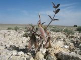 Astragalus erioceras