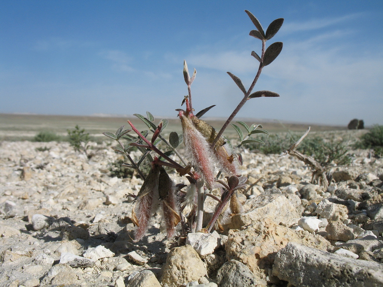 Изображение особи Astragalus erioceras.