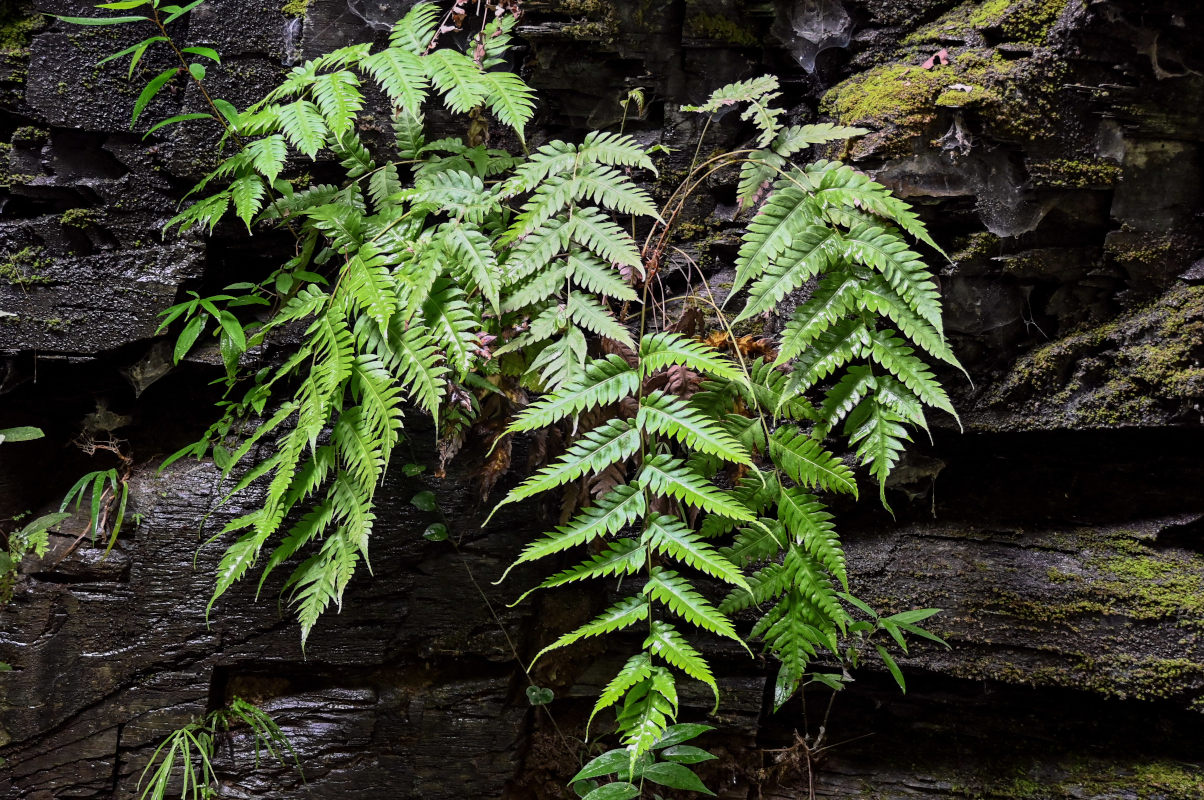 Image of Woodwardia japonica specimen.