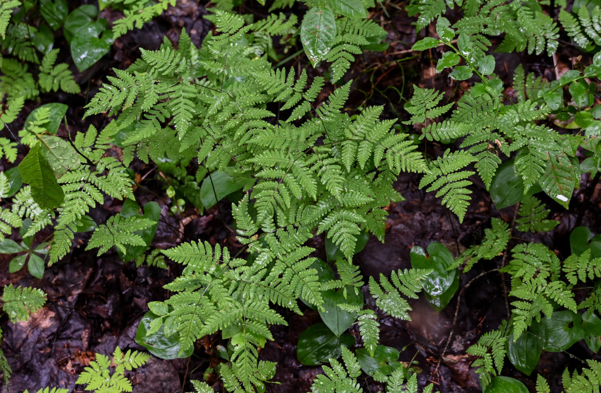 Image of Gymnocarpium dryopteris specimen.