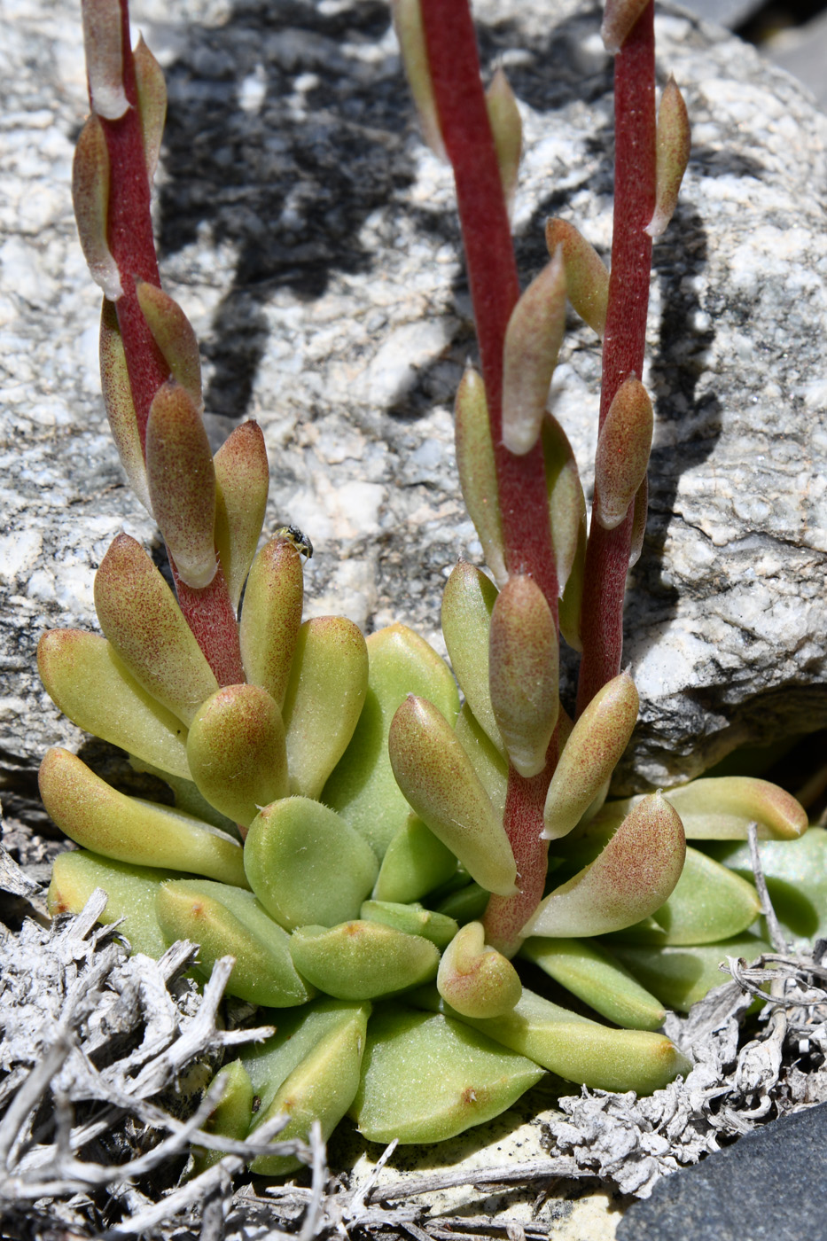 Изображение особи Rosularia alpestris.