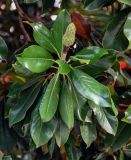 Magnolia grandiflora. Верхушка ветви с незрелым плодом. Китай, провинция Шэньси, г. Сиань, в культуре. 10.06.2024.