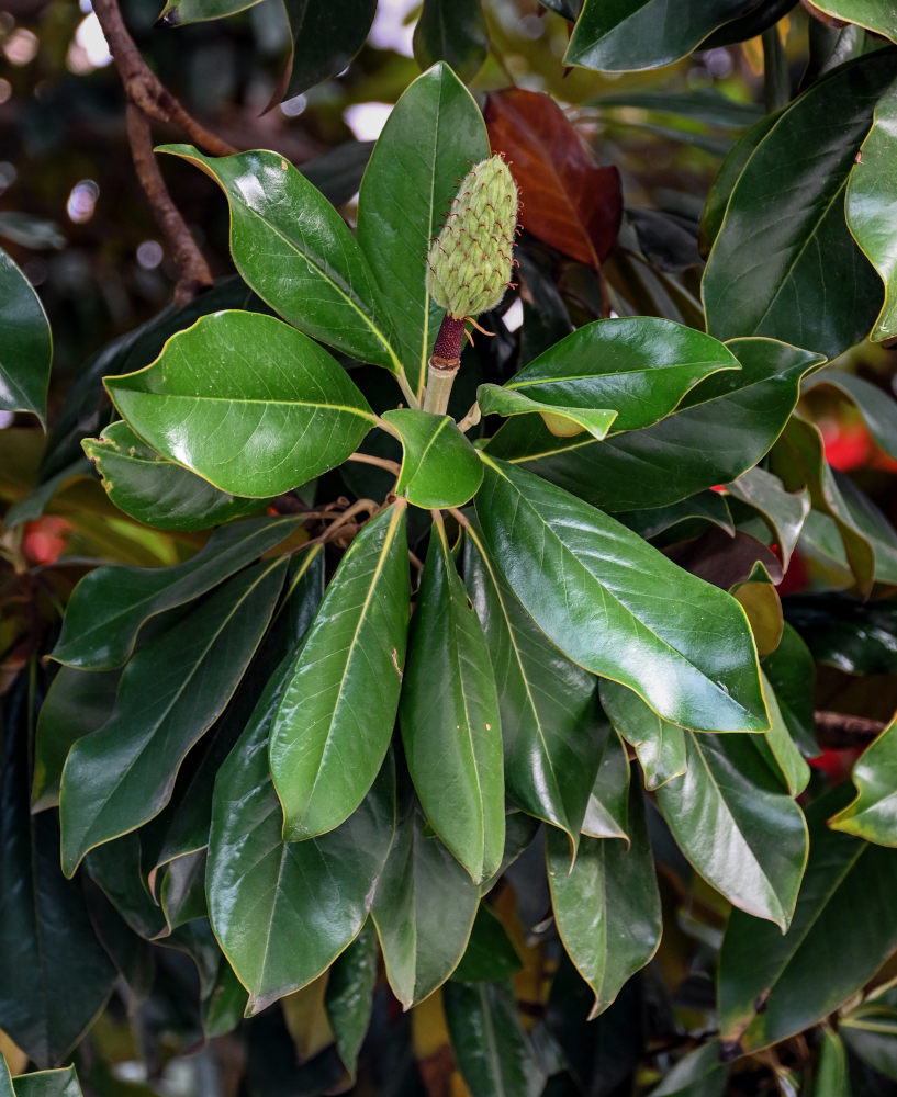 Image of Magnolia grandiflora specimen.