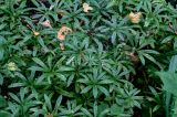 Galium odoratum. Верхушки плодоносящих растений. Московская обл., Волоколамский гор. округ, долина р. Каменка, смешанный лес. 17.08.2024.