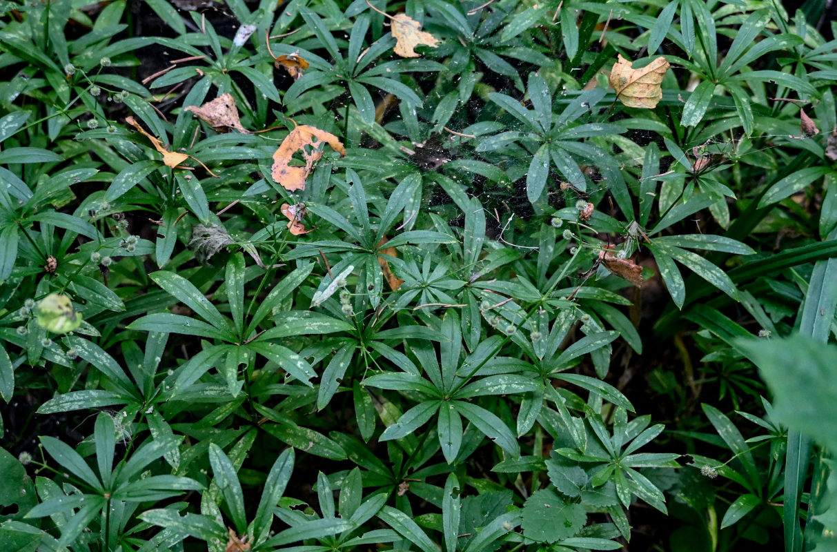 Image of Galium odoratum specimen.