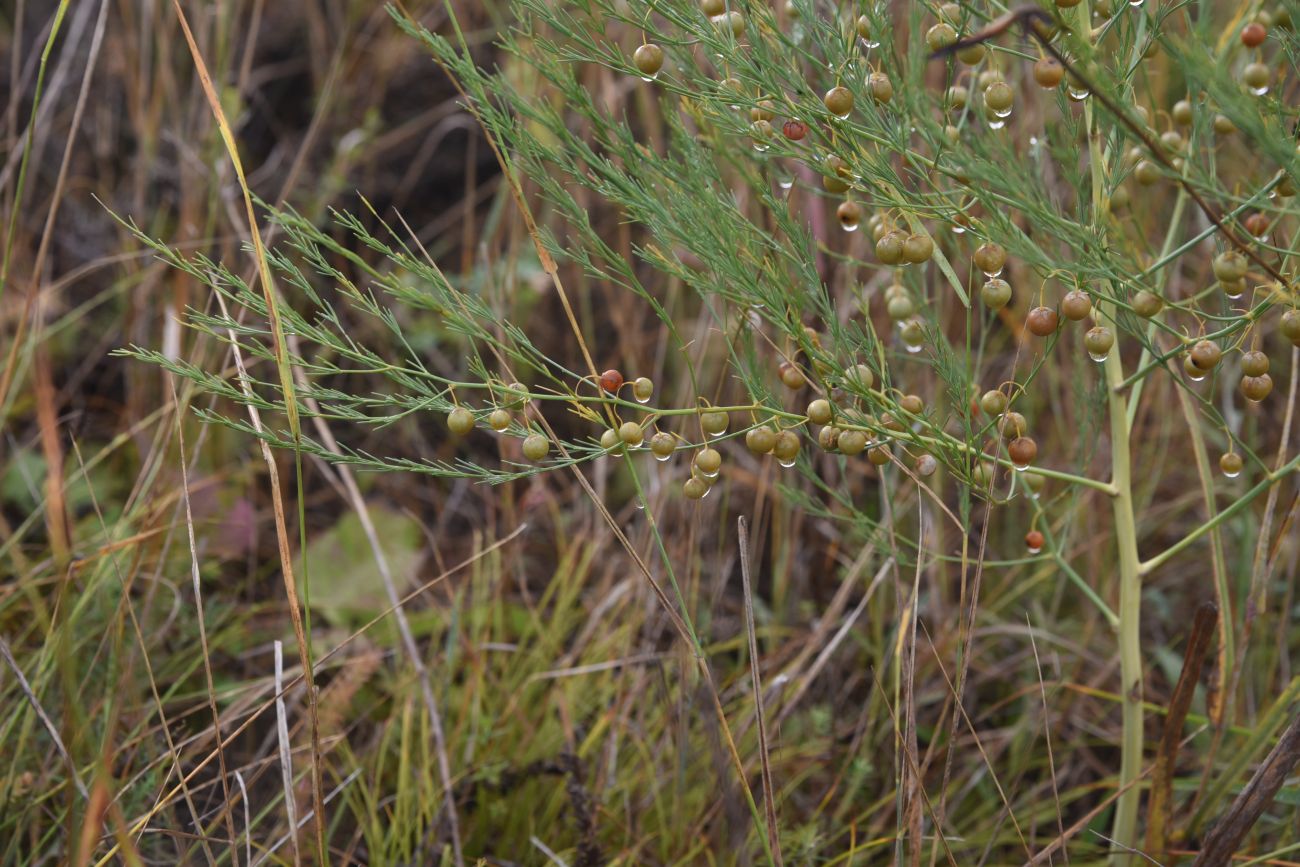 Image of Asparagus officinalis specimen.