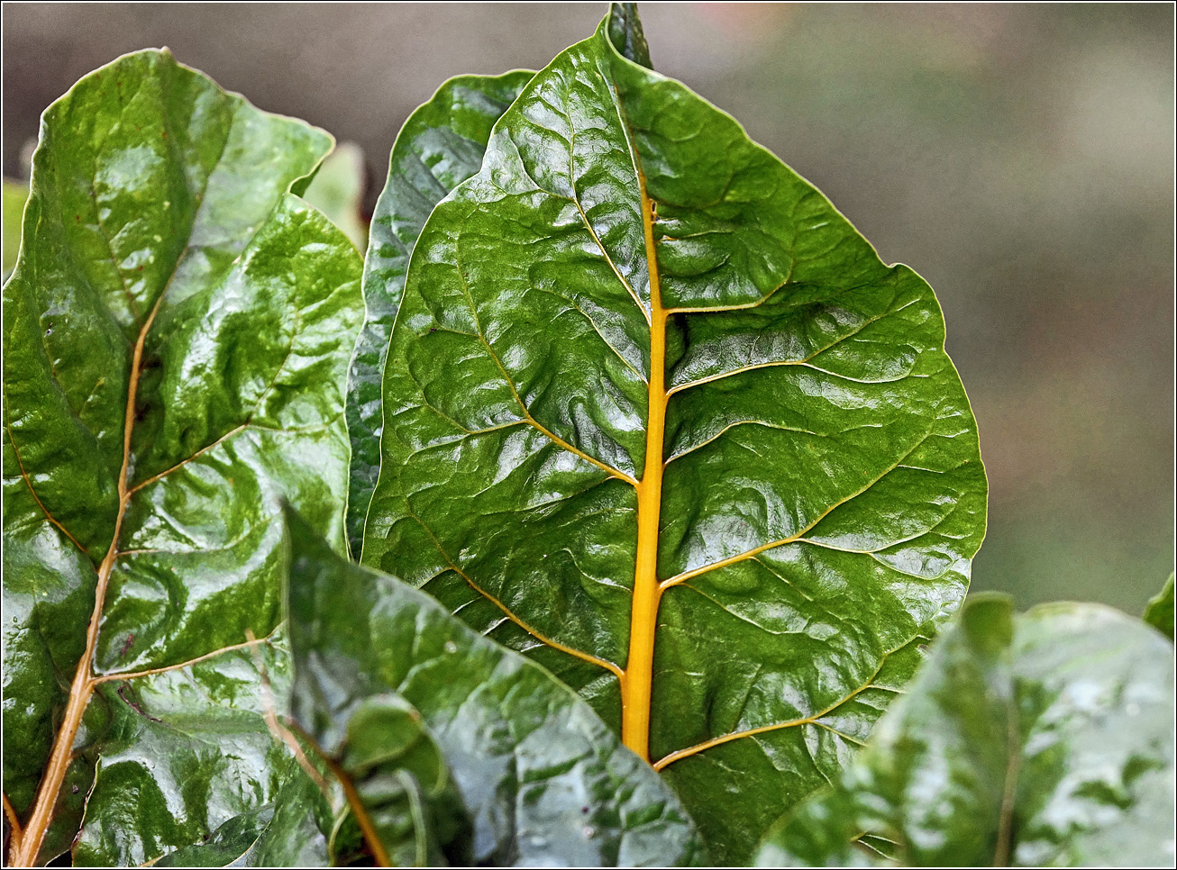 Image of Beta vulgaris specimen.