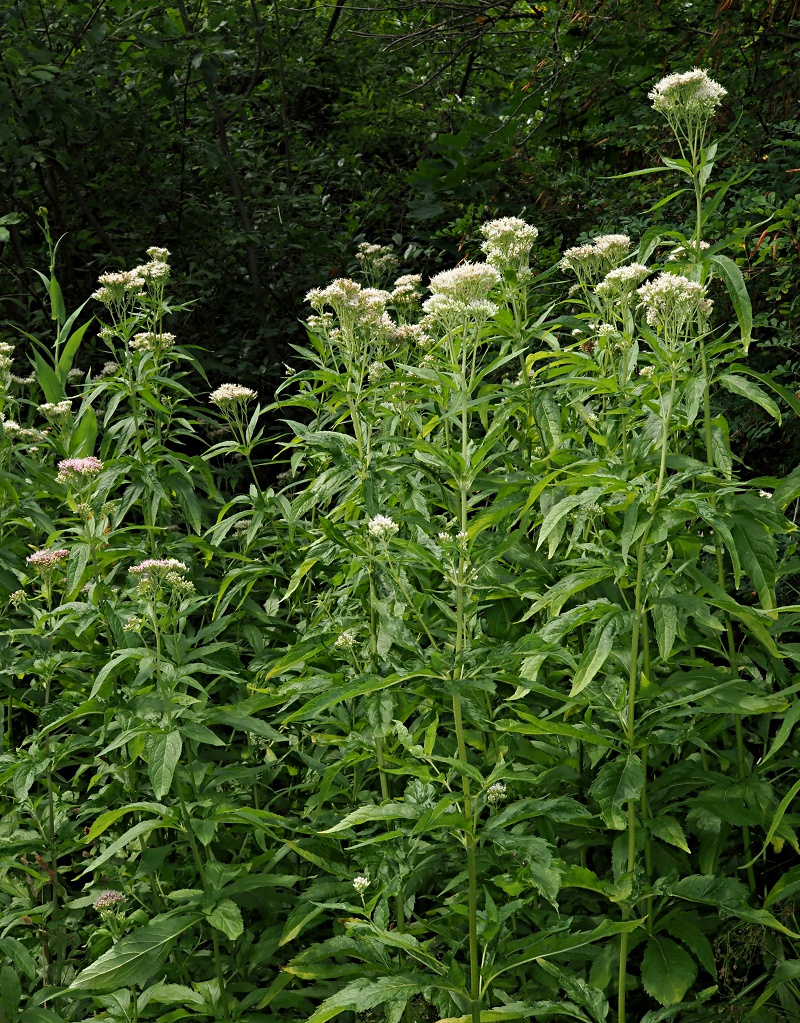 Image of Eupatorium cannabinum specimen.