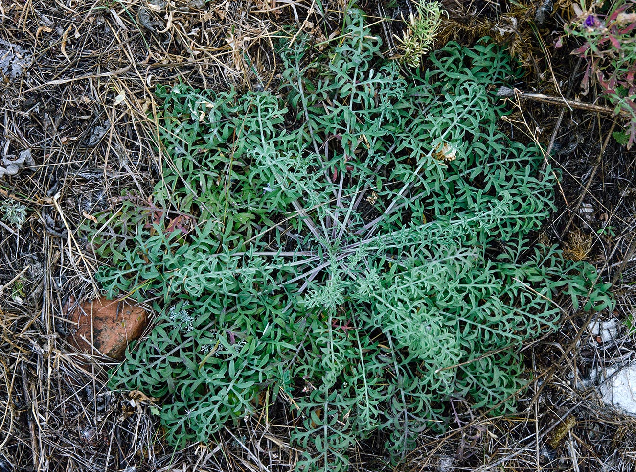 Изображение особи род Centaurea.