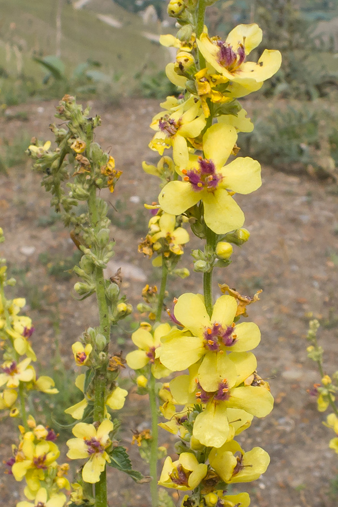 Изображение особи род Verbascum.