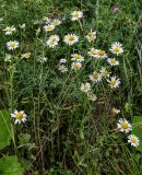 Leucanthemum vulgare. Цветущие растения. Вологодская обл., Кирилловский р-н, побережье оз. Ильинское, луг. 12.07.2024.