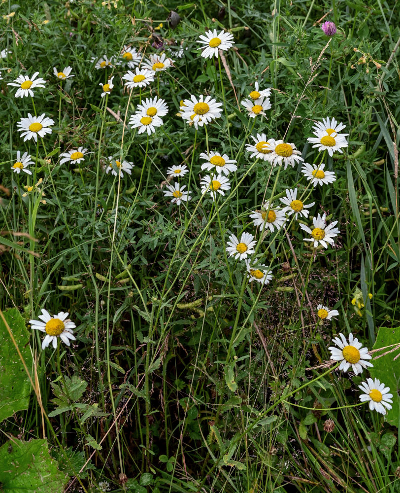 Image of Leucanthemum vulgare specimen.