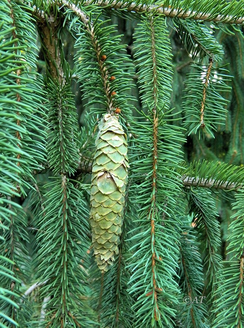 Image of genus Picea specimen.