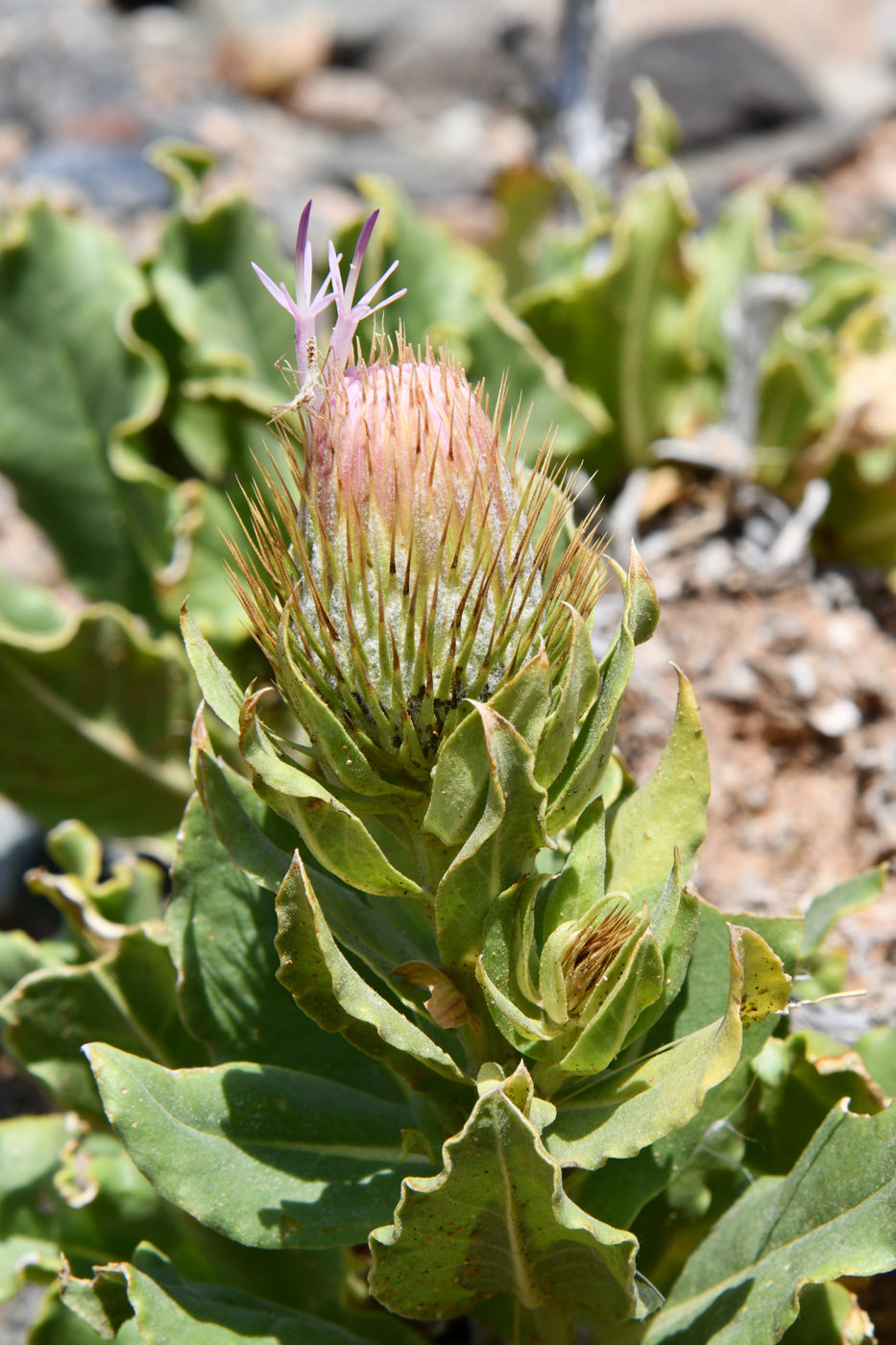 Image of Jurinea robusta specimen.