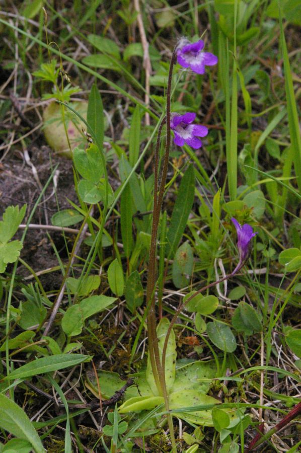 Image of Pinguicula vulgaris specimen.