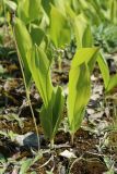 Convallaria majalis. Плодоносящее растение с незрелыми плодами в сообществе с Pilosella. Ленинградская обл., Волосовский р-н, окр. дер. Донцо, замшелый суходольный злаково-разнотравный луг на карбонатной почве. 22.06.2024.