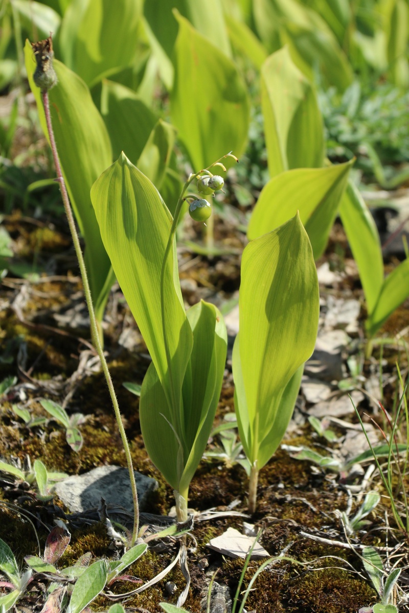 Image of Convallaria majalis specimen.