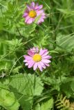 Pyrethrum coccineum