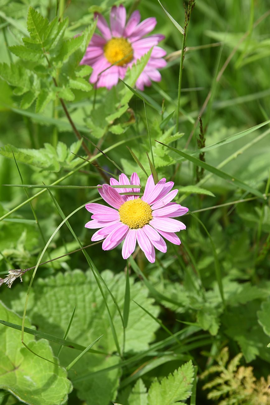 Изображение особи Pyrethrum coccineum.