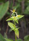 Halenia corniculata. Верхушка цветущего растения. Камчатский край, г. Петропавловск-Камчатский, Мишенная сопка, опушка березняка. 12.08.2024.