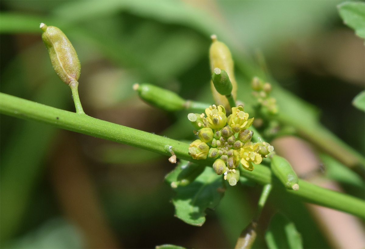 Изображение особи Rorippa palustris.