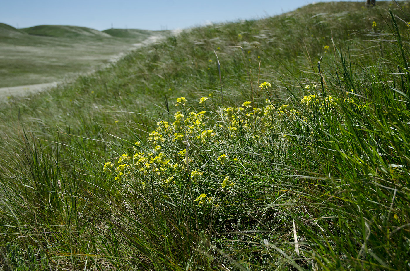 Изображение особи Sterigmostemum caspicum.