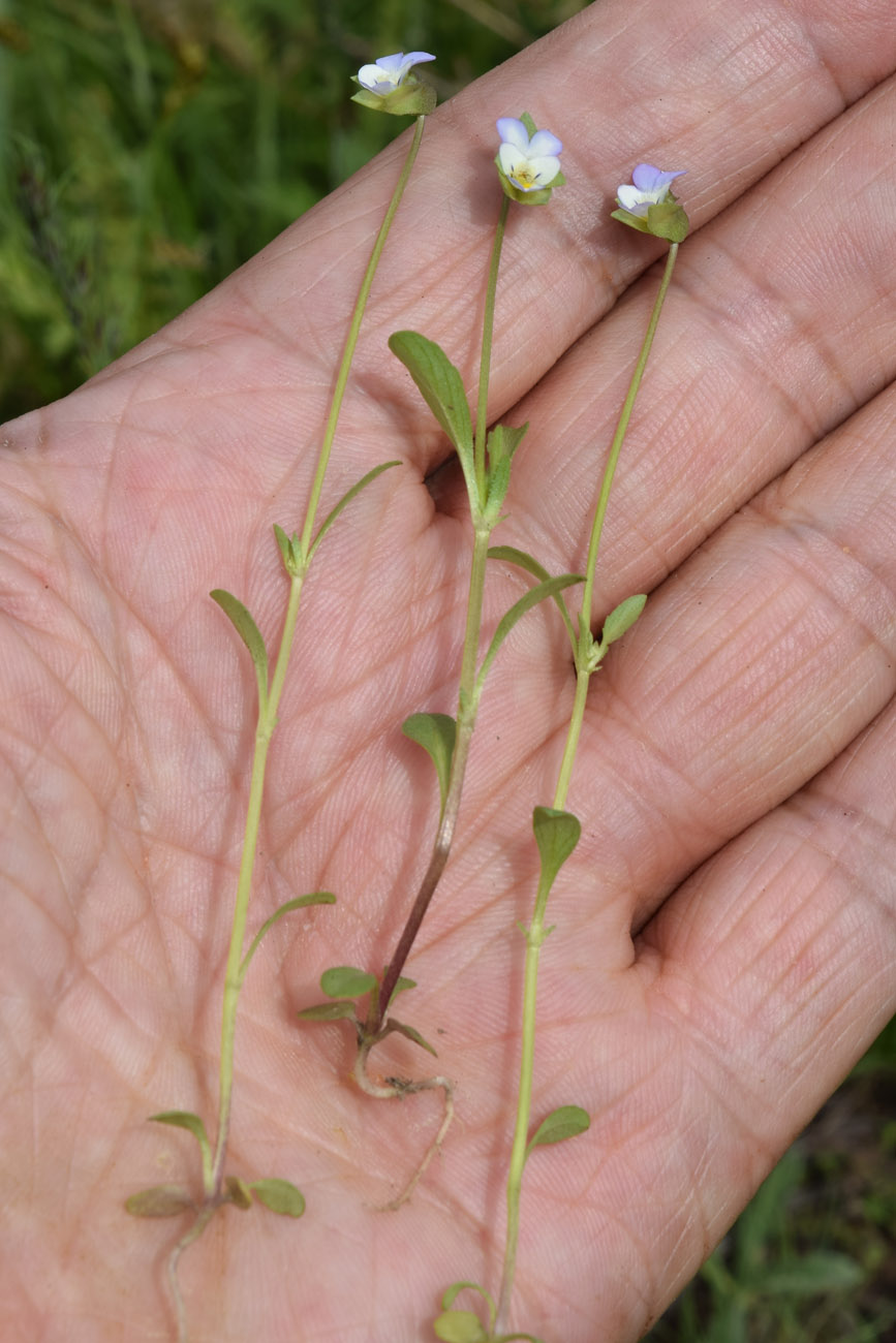 Image of Viola occulta specimen.