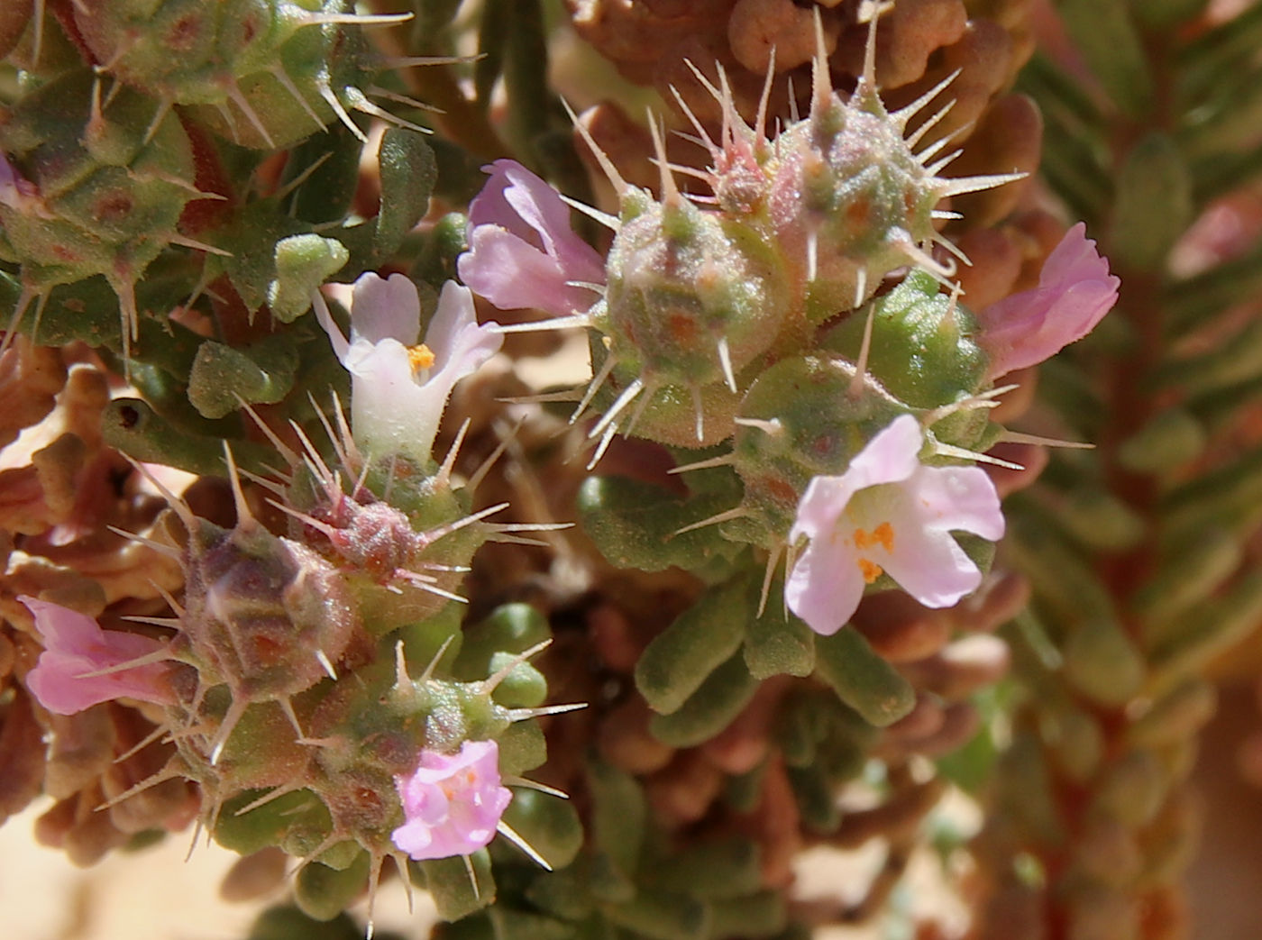 Image of Coris monspeliensis ssp. strossiae specimen.