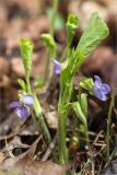 Смотреть изображение Viola mirabilis