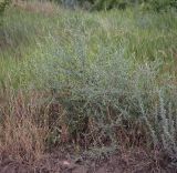 Смотреть изображение Centaurea diffusa