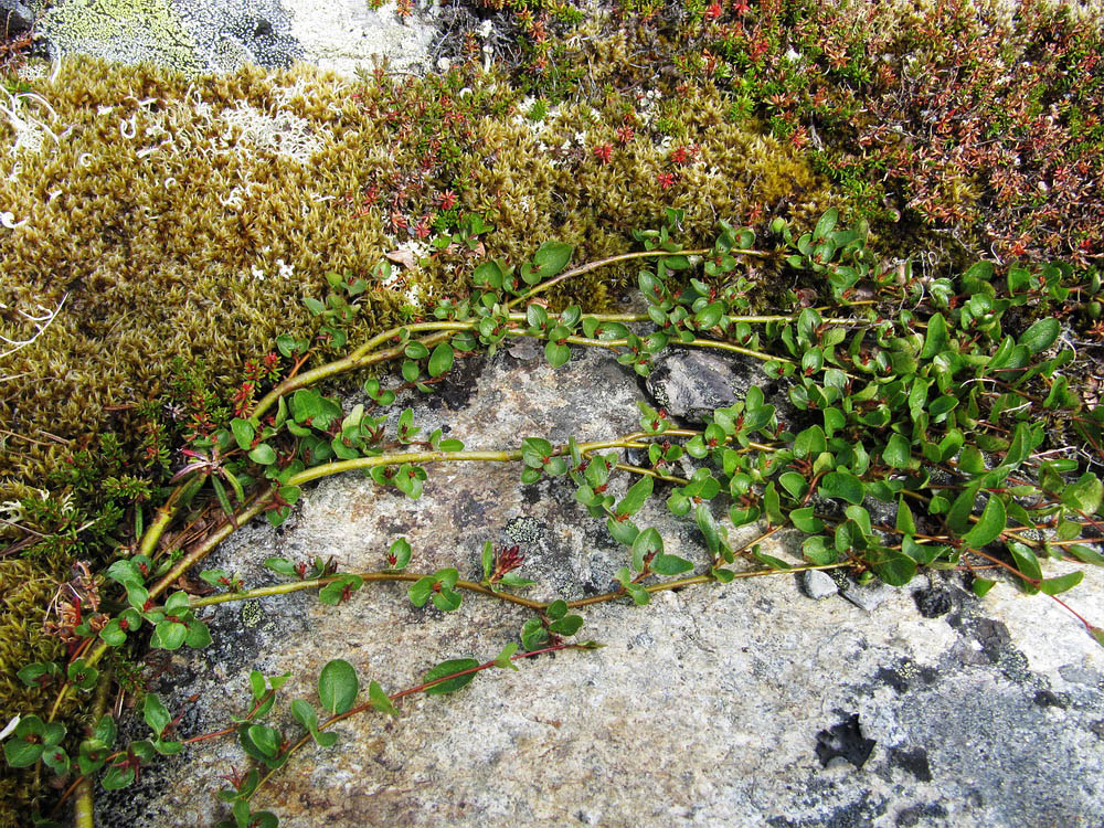 Image of Salix nummularia specimen.