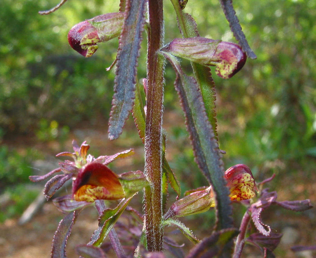 Image of Pedicularis labradorica specimen.