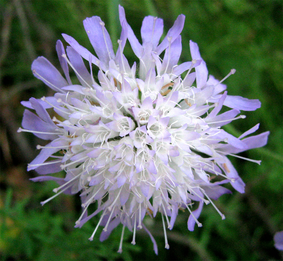 Image of Knautia arvensis specimen.