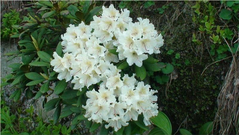 Изображение особи Rhododendron caucasicum.